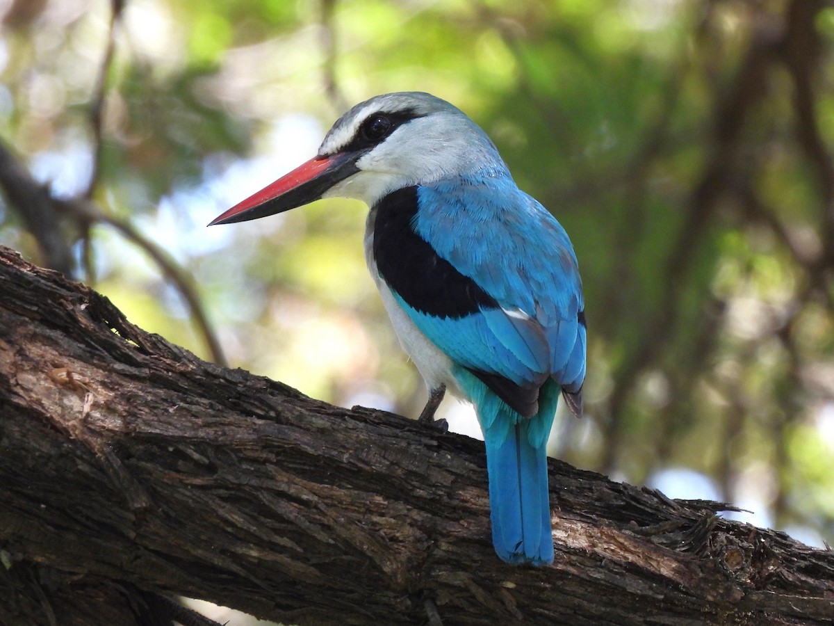 Woodland Kingfisher - ML618011777