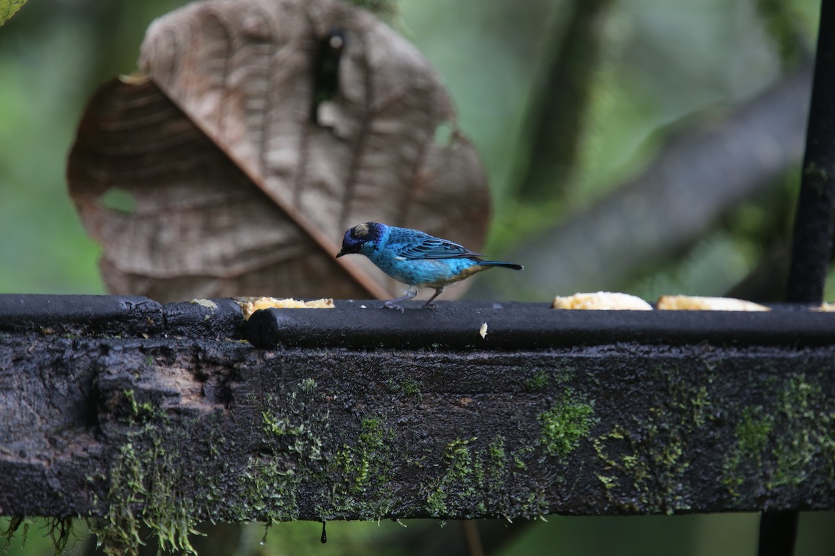 Golden-naped Tanager (Golden-naped) - Desmond Allen