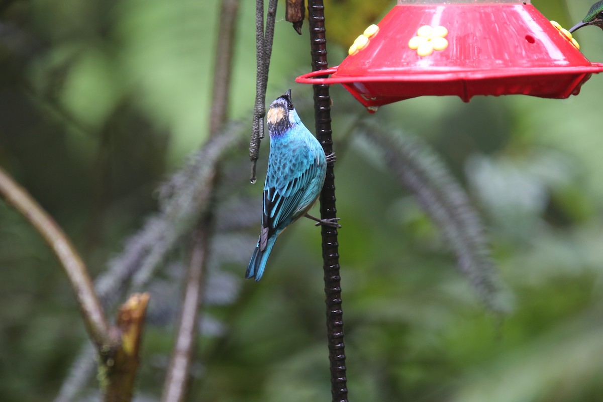 Golden-naped Tanager (Golden-naped) - ML618011843