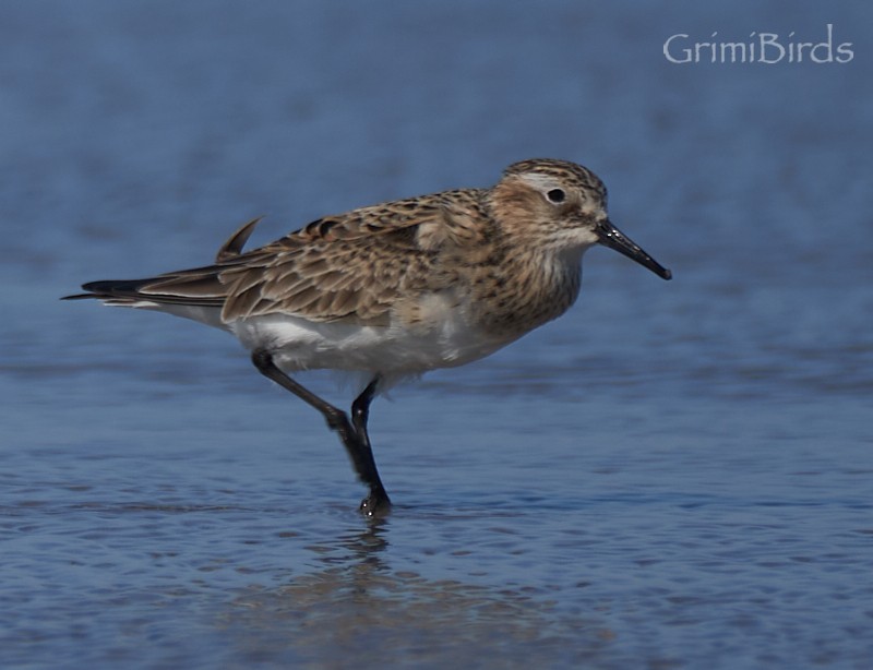 Semipalmated Sandpiper - Ramon Grimalt