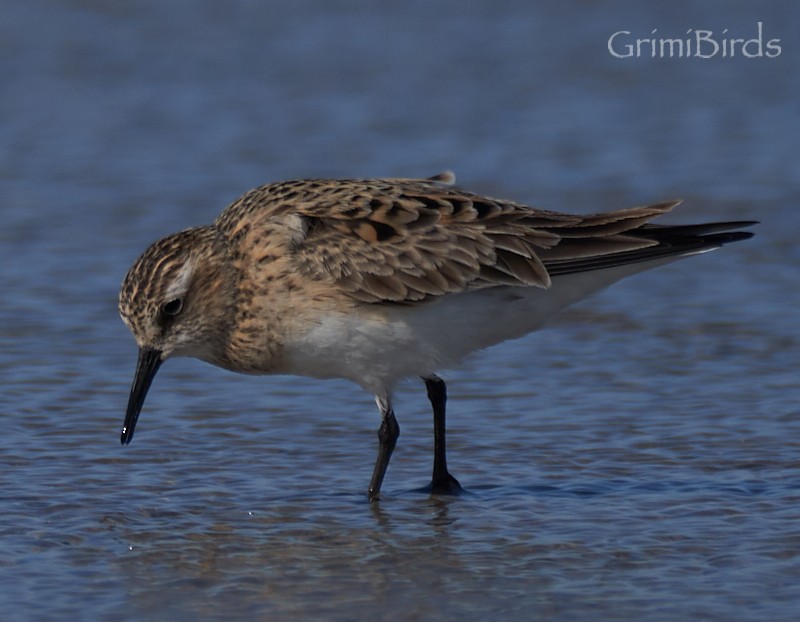 Semipalmated Sandpiper - Ramon Grimalt