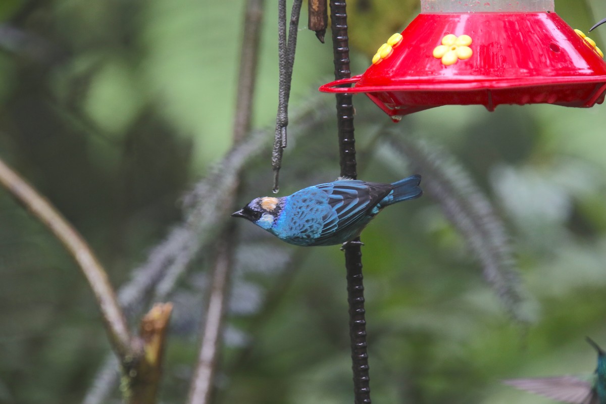 Golden-naped Tanager (Golden-naped) - Desmond Allen