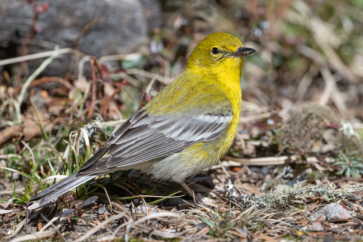 Pine Warbler - David Turgeon