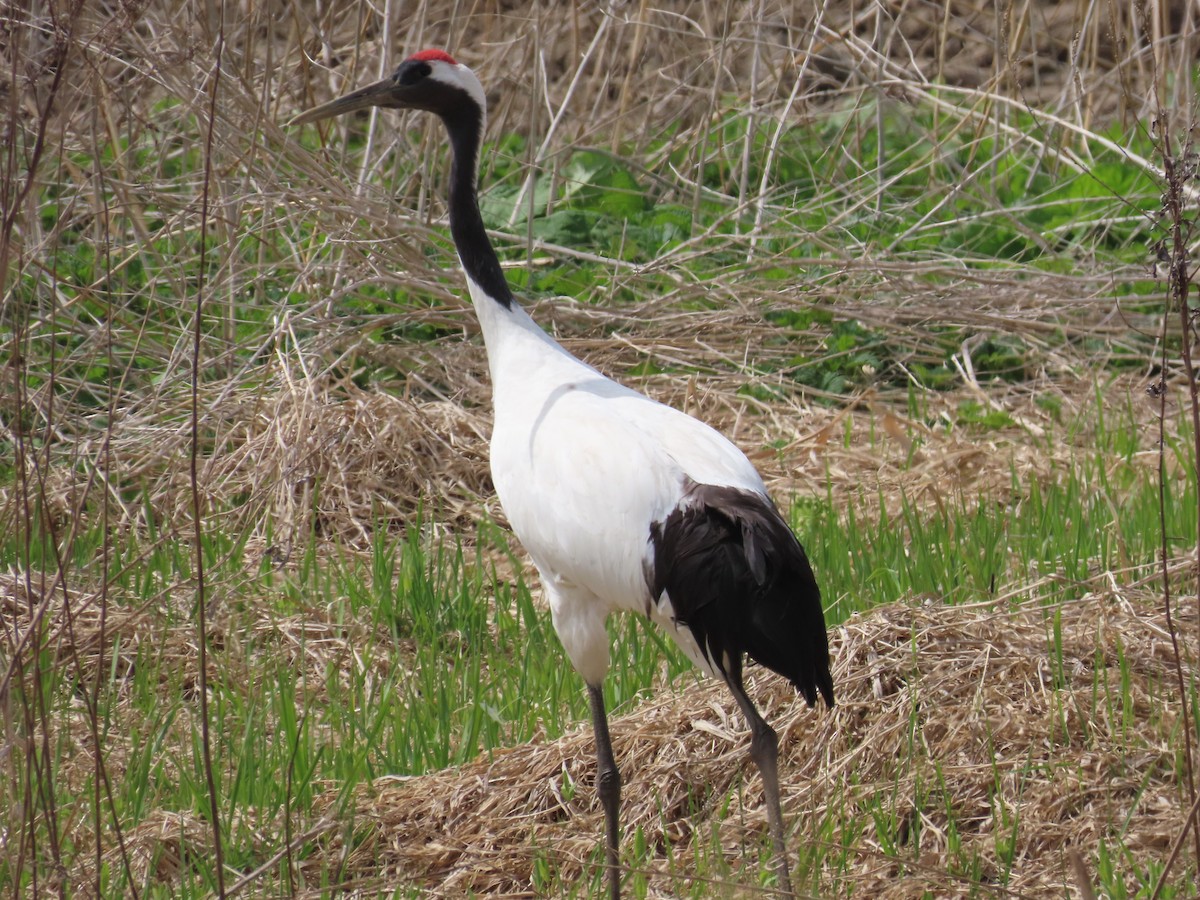 Red-crowned Crane - Ben Ward