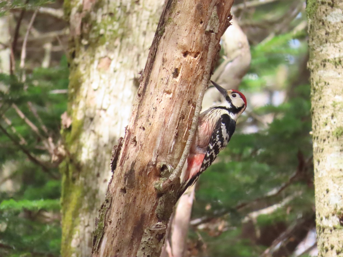 White-backed Woodpecker - ML618011919
