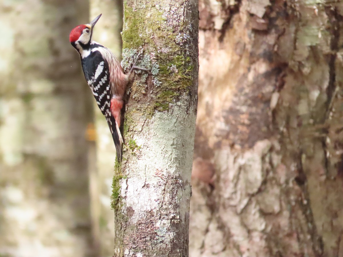 White-backed Woodpecker - ML618011921