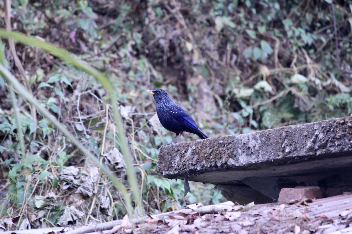Синяя птица [группа flavirostris] - ML618011931