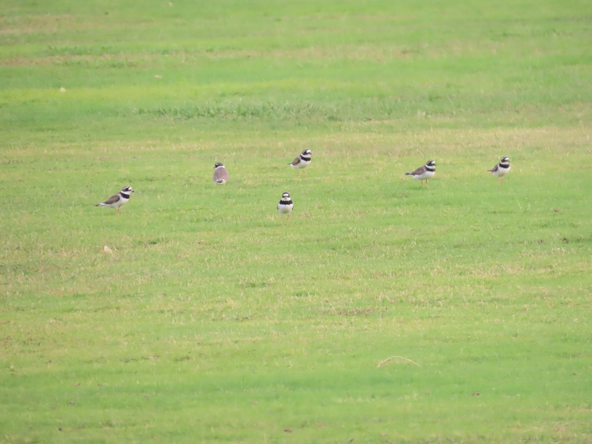 Common Ringed Plover - ML618011969