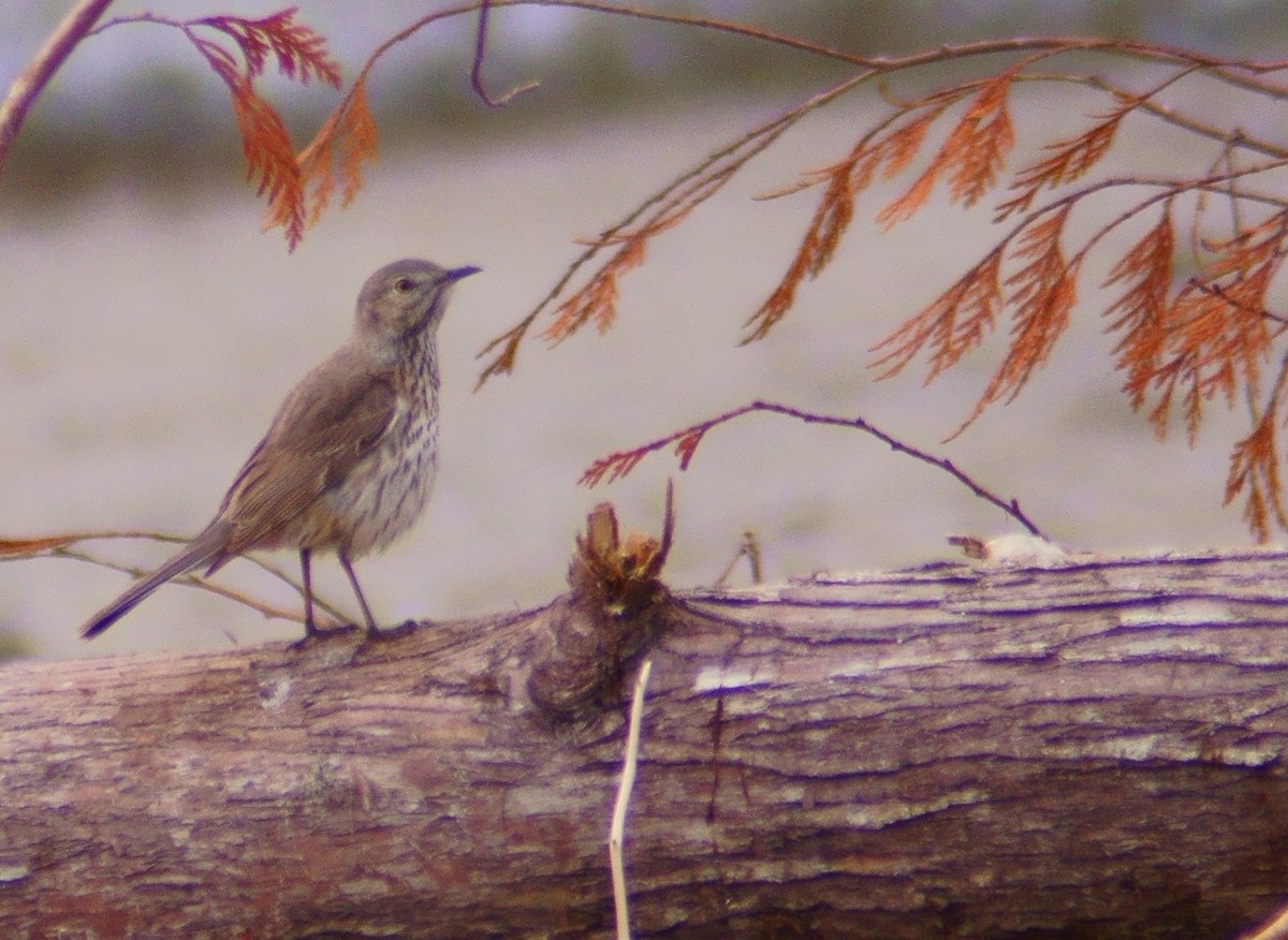 Sage Thrasher - ML618011970