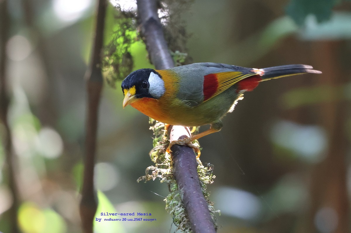 Silver-eared Mesia - ML618011983