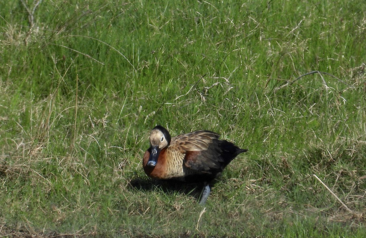White-faced Whistling-Duck - ML618011996