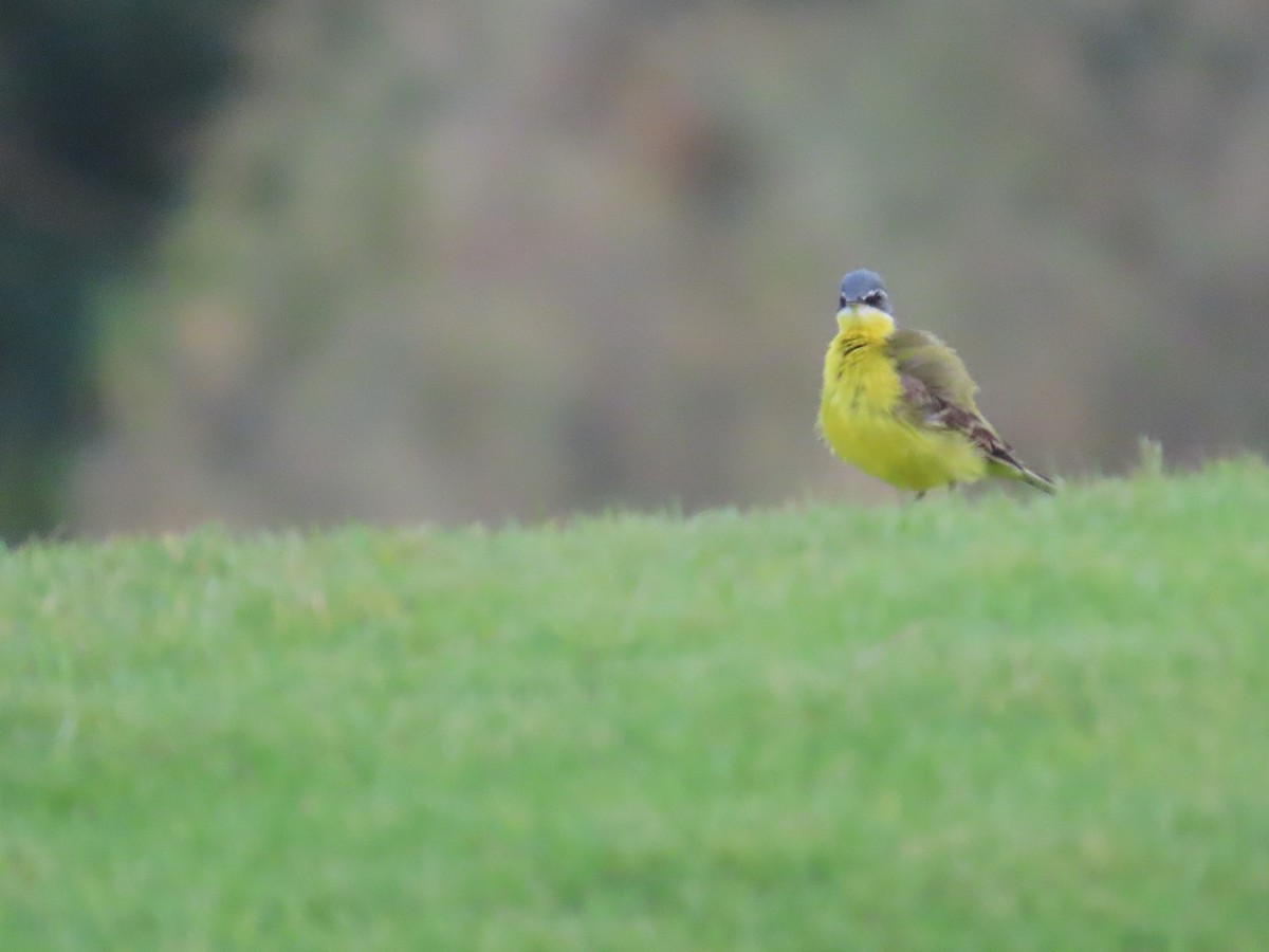 Western Yellow Wagtail - ML618012028