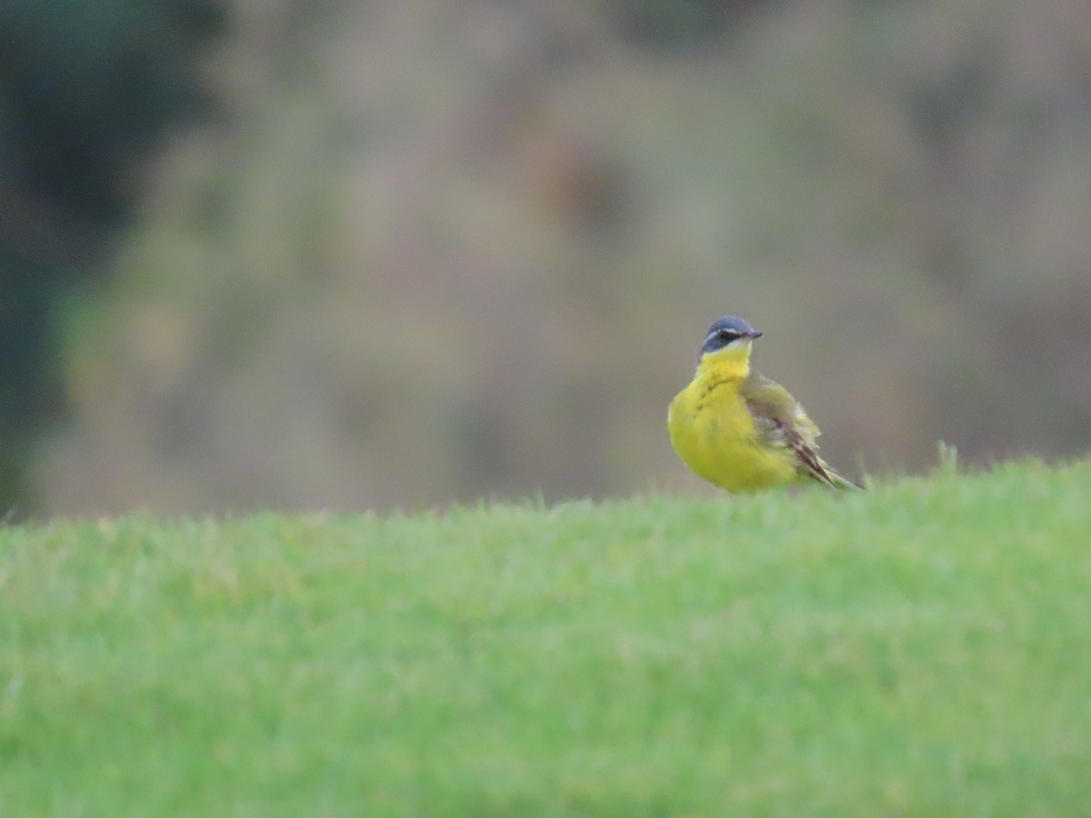 Western Yellow Wagtail - ML618012029