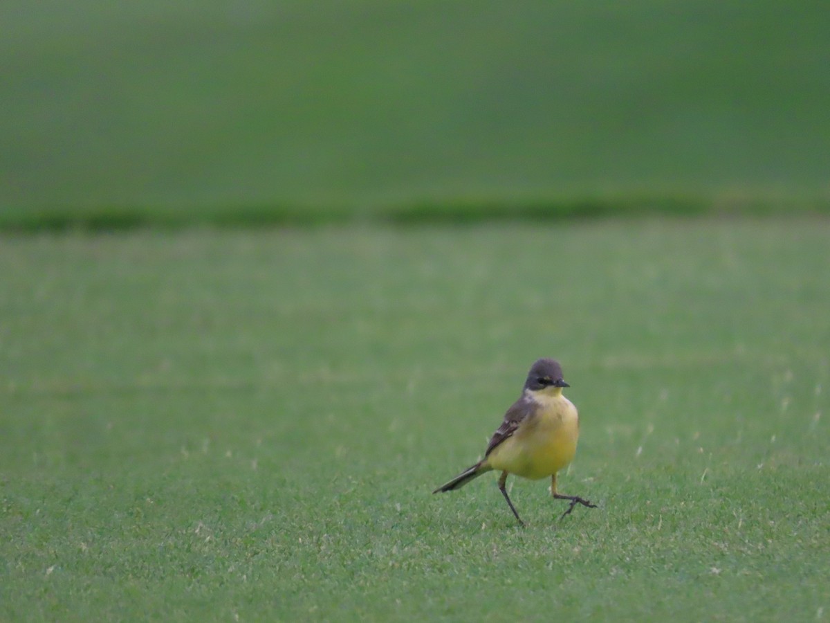 Western Yellow Wagtail - ML618012030