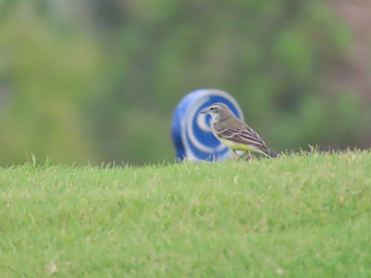 Western Yellow Wagtail - ML618012031