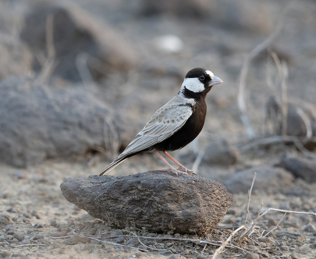 Black-crowned Sparrow-Lark - David Darrell-Lambert