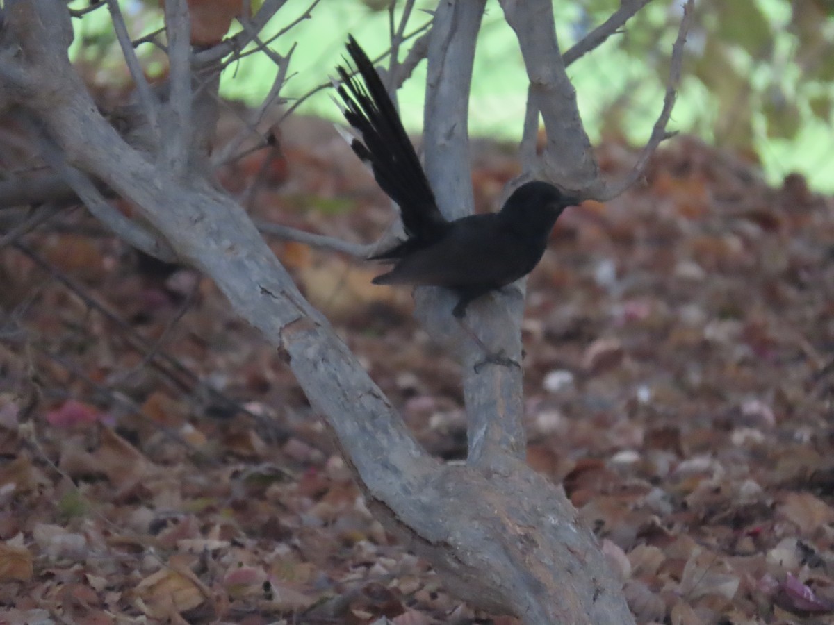 Black Scrub-Robin - ML618012057