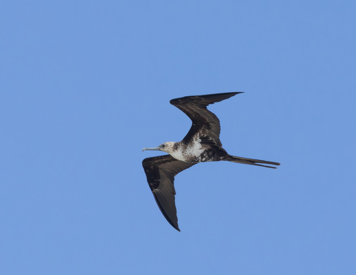 Lesser Frigatebird - ML618012062