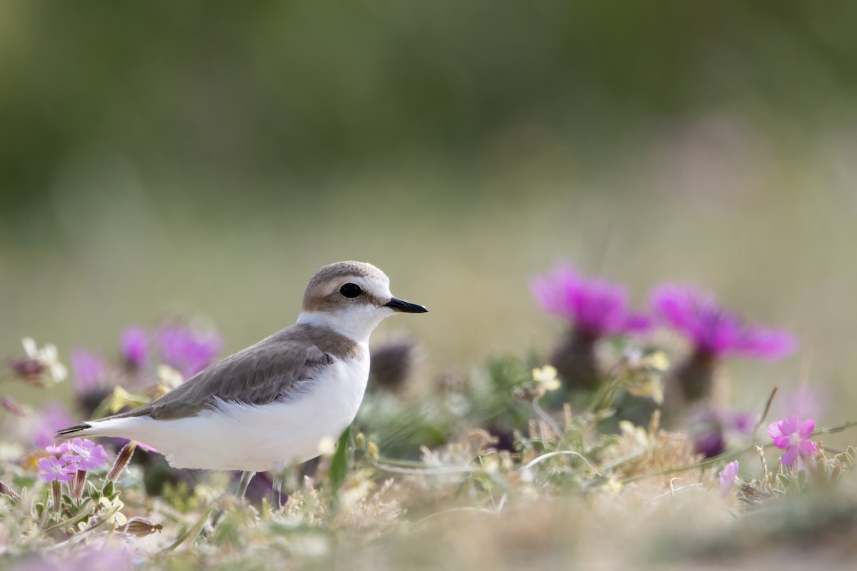 Kentish Plover - ML618012071