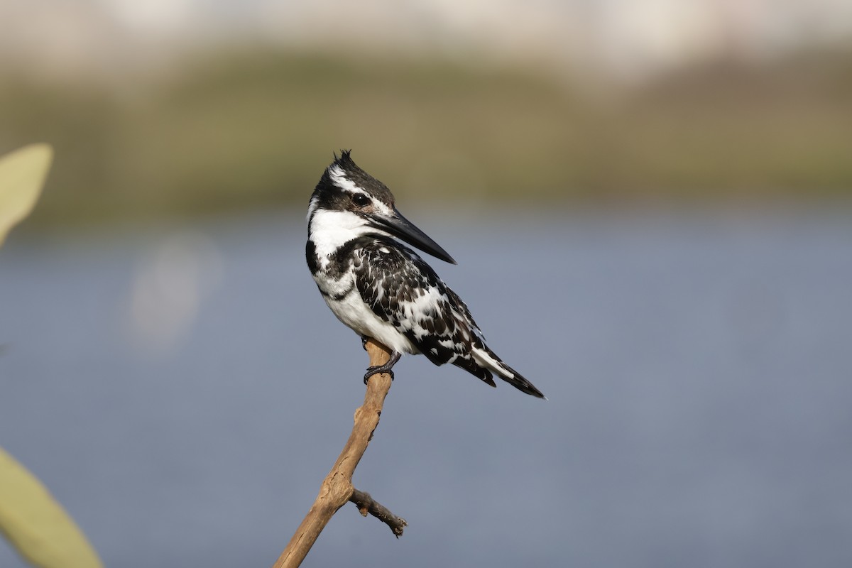 Pied Kingfisher - ML618012106