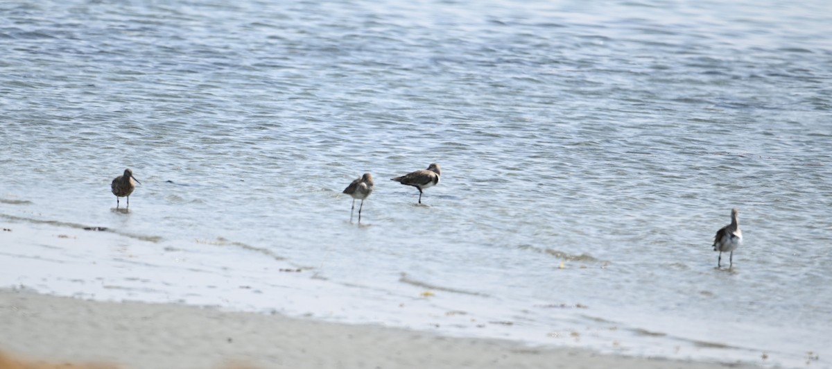 Black-tailed Godwit (limosa) - ML618012111