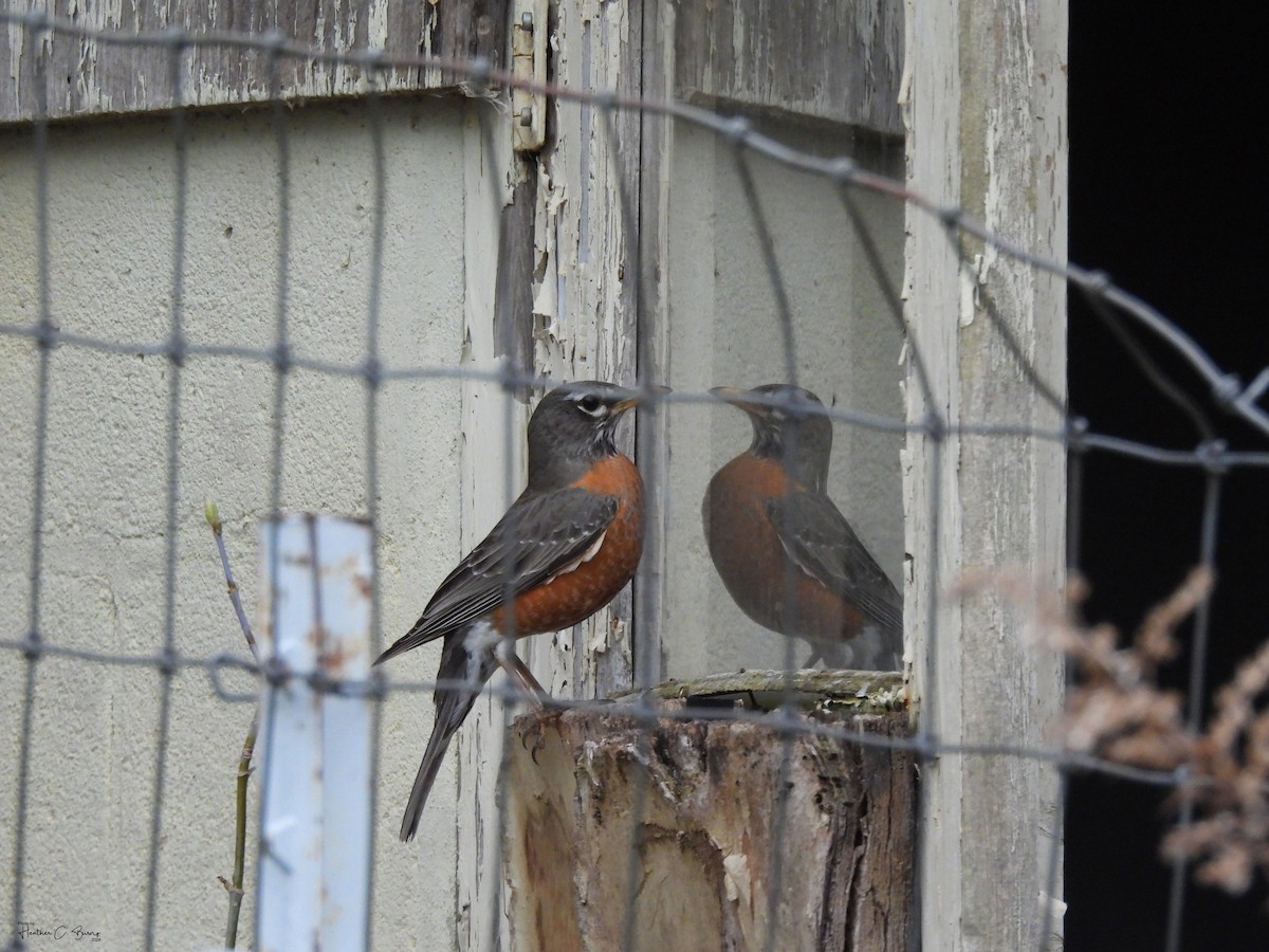 American Robin - Heather Burns