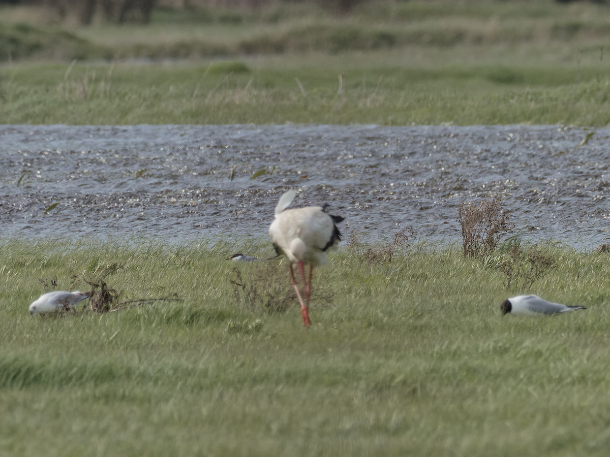 Whiskered Tern - ML618012171