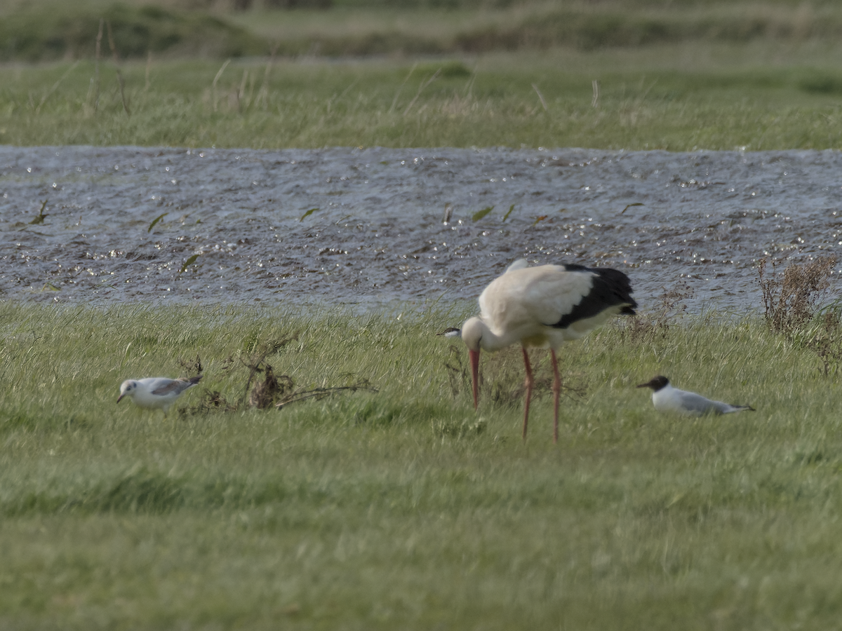 Whiskered Tern - ML618012173