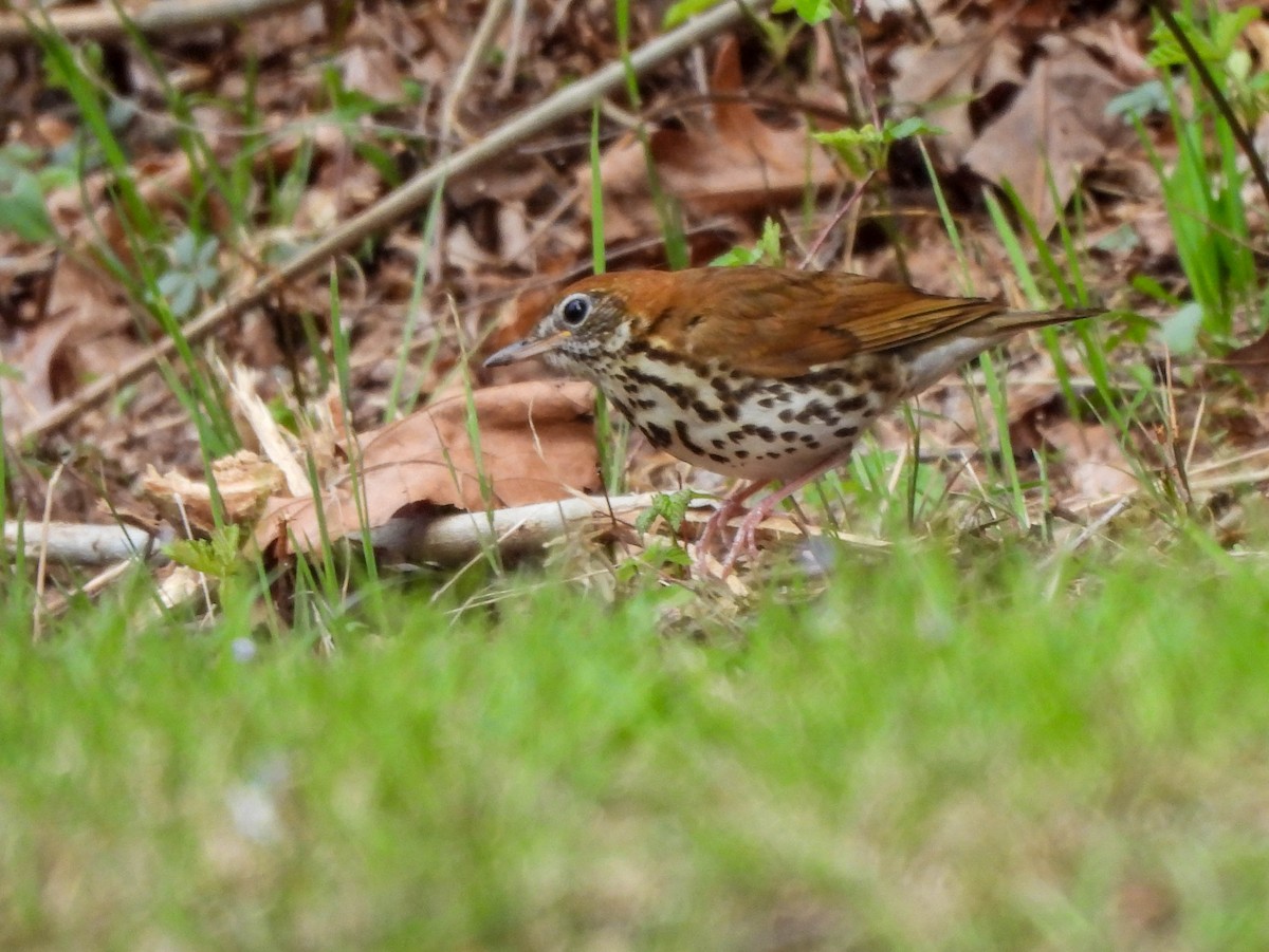 Wood Thrush - ML618012174