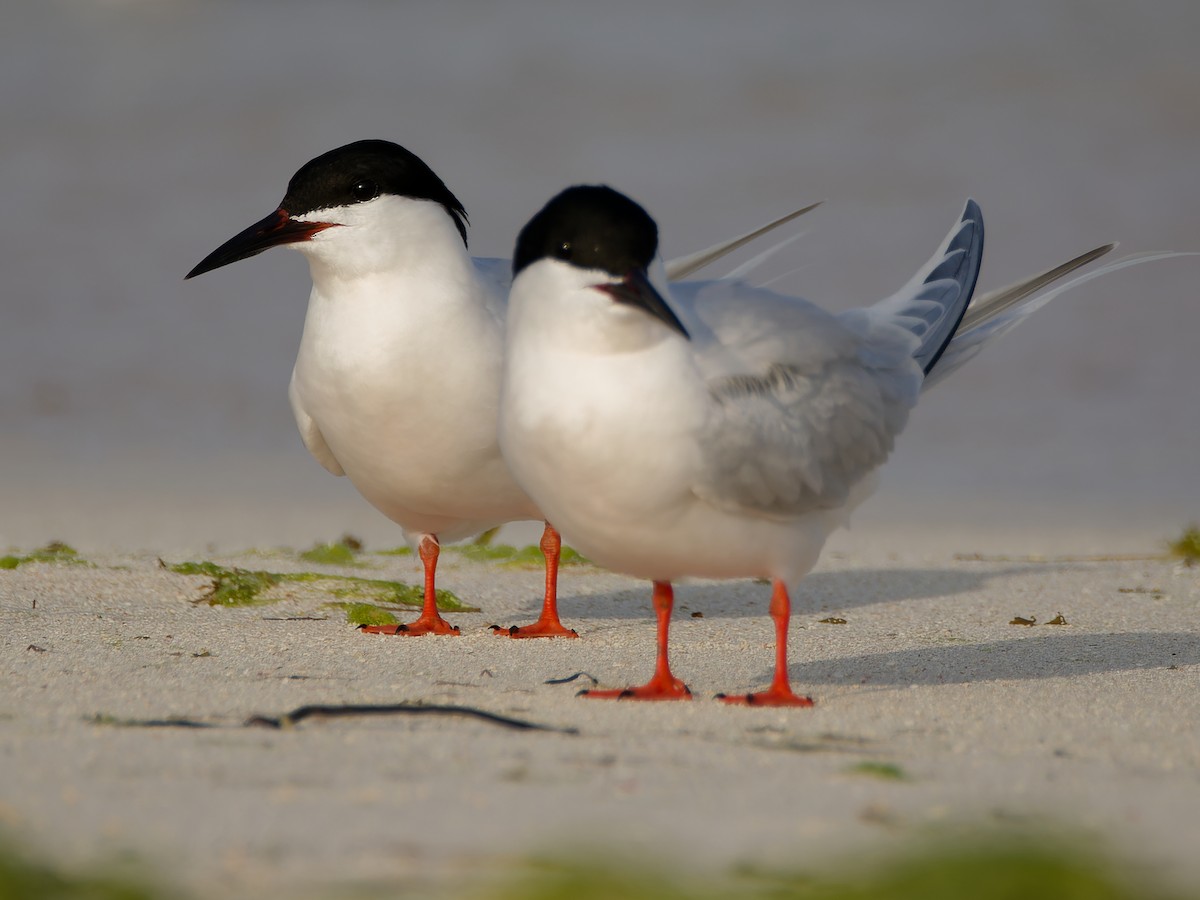 Roseate Tern - Michiel Oversteegen