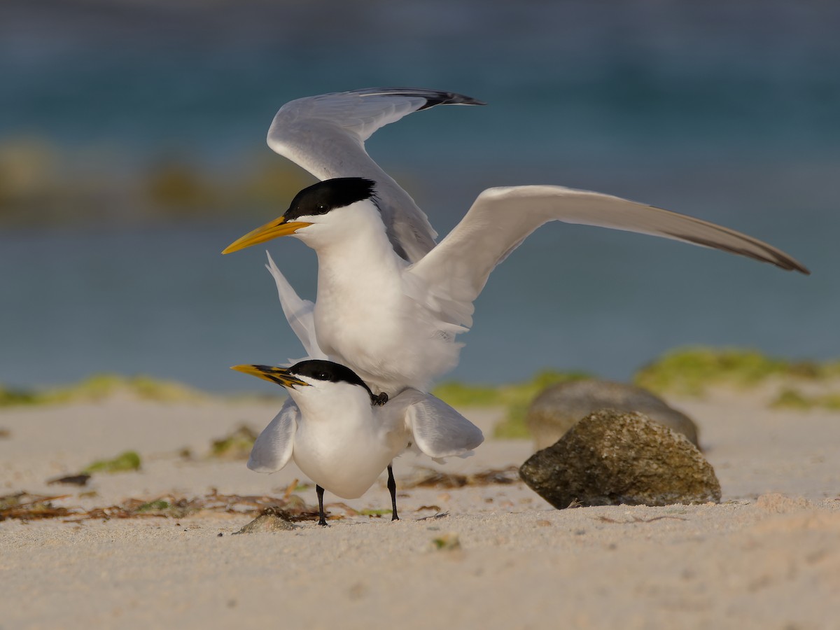 Sandwich Tern (Cayenne) - Michiel Oversteegen