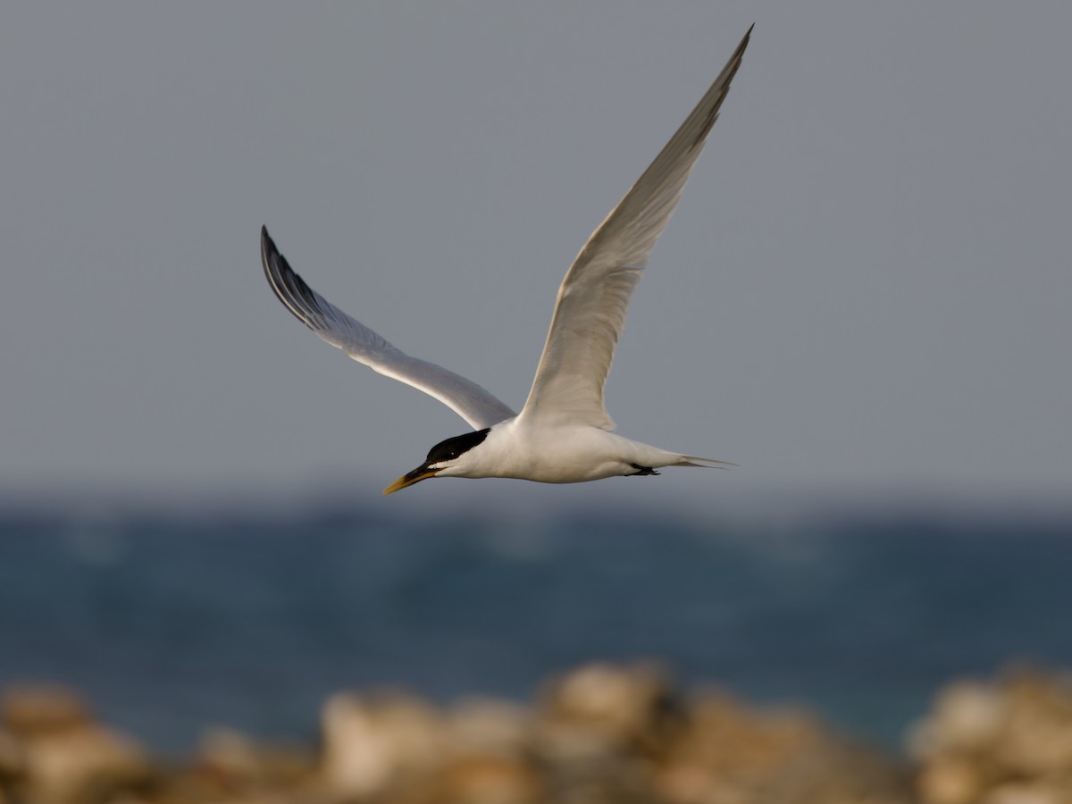 Sandwich Tern (Cayenne) - Michiel Oversteegen