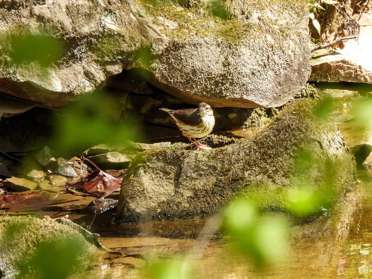 Louisiana Waterthrush - Susan Brauning