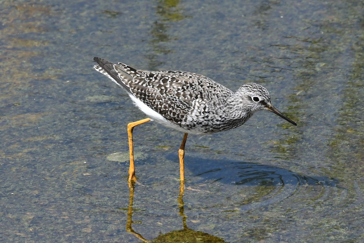 Lesser Yellowlegs - ML618012246