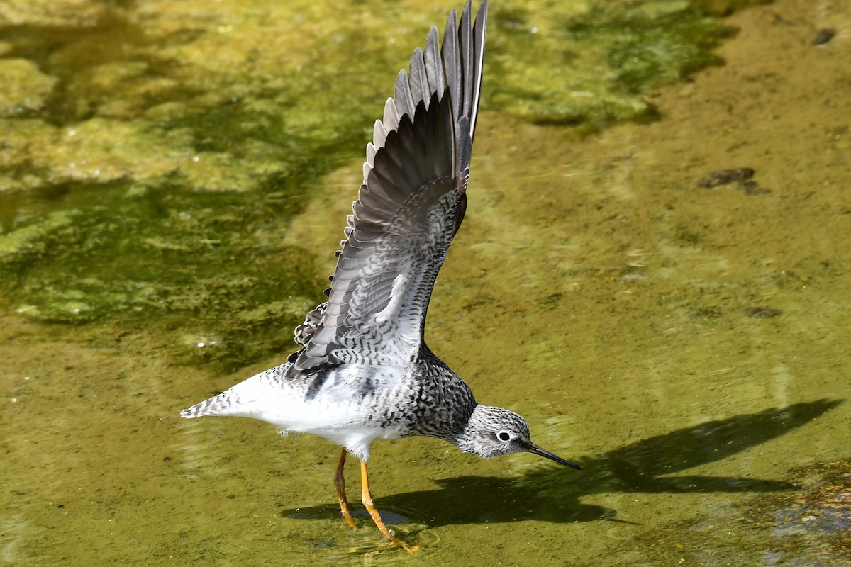 Lesser Yellowlegs - ML618012247