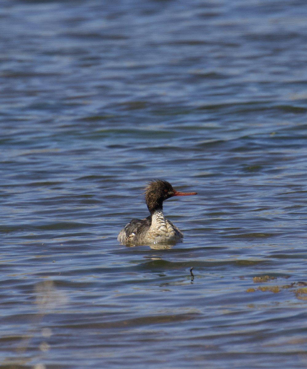 Red-breasted Merganser - ML618012255