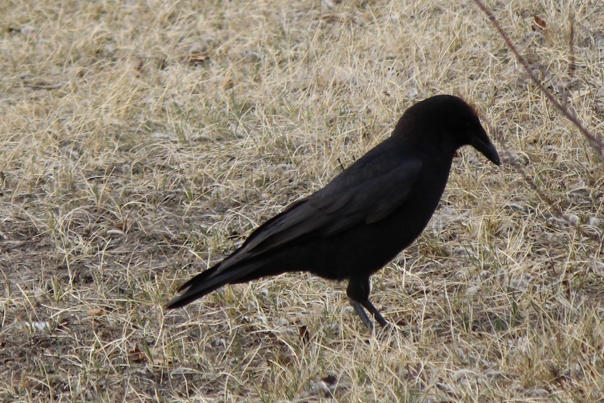 American Crow - Amy Ressler-Williams