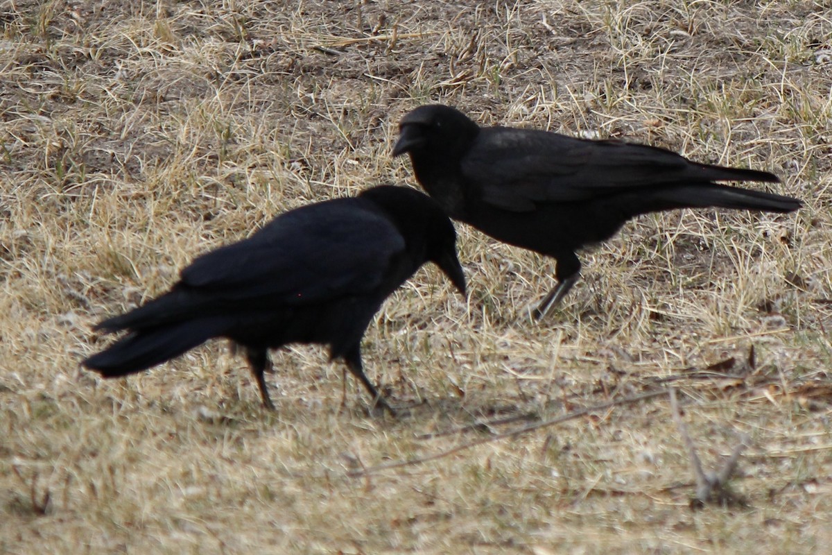 American Crow - Amy Ressler-Williams