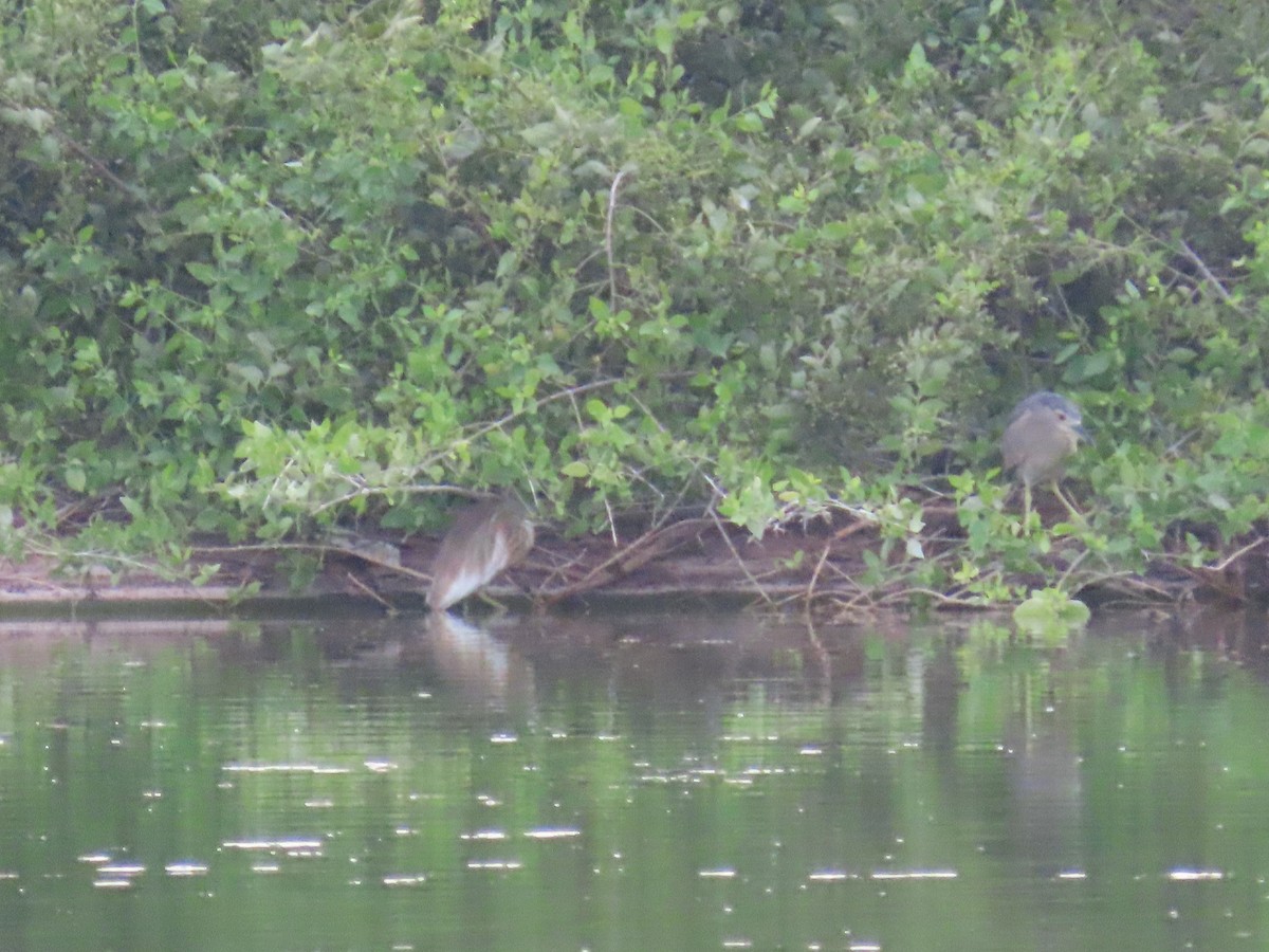 Squacco Heron - ML618012278