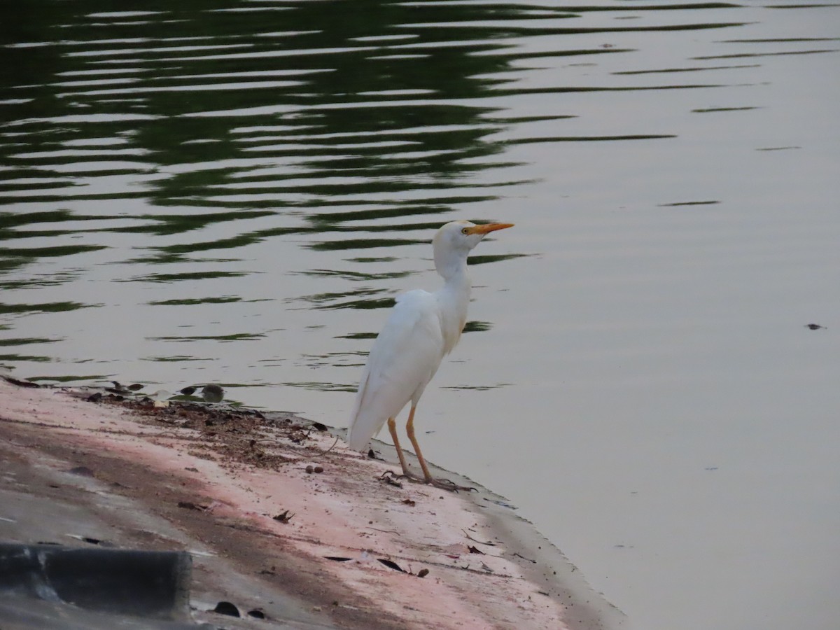 Western Cattle Egret - ML618012281