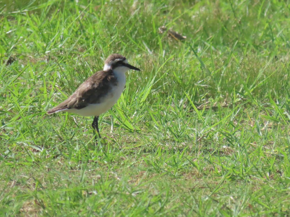 St. Helena Plover - Ursula  Mitra