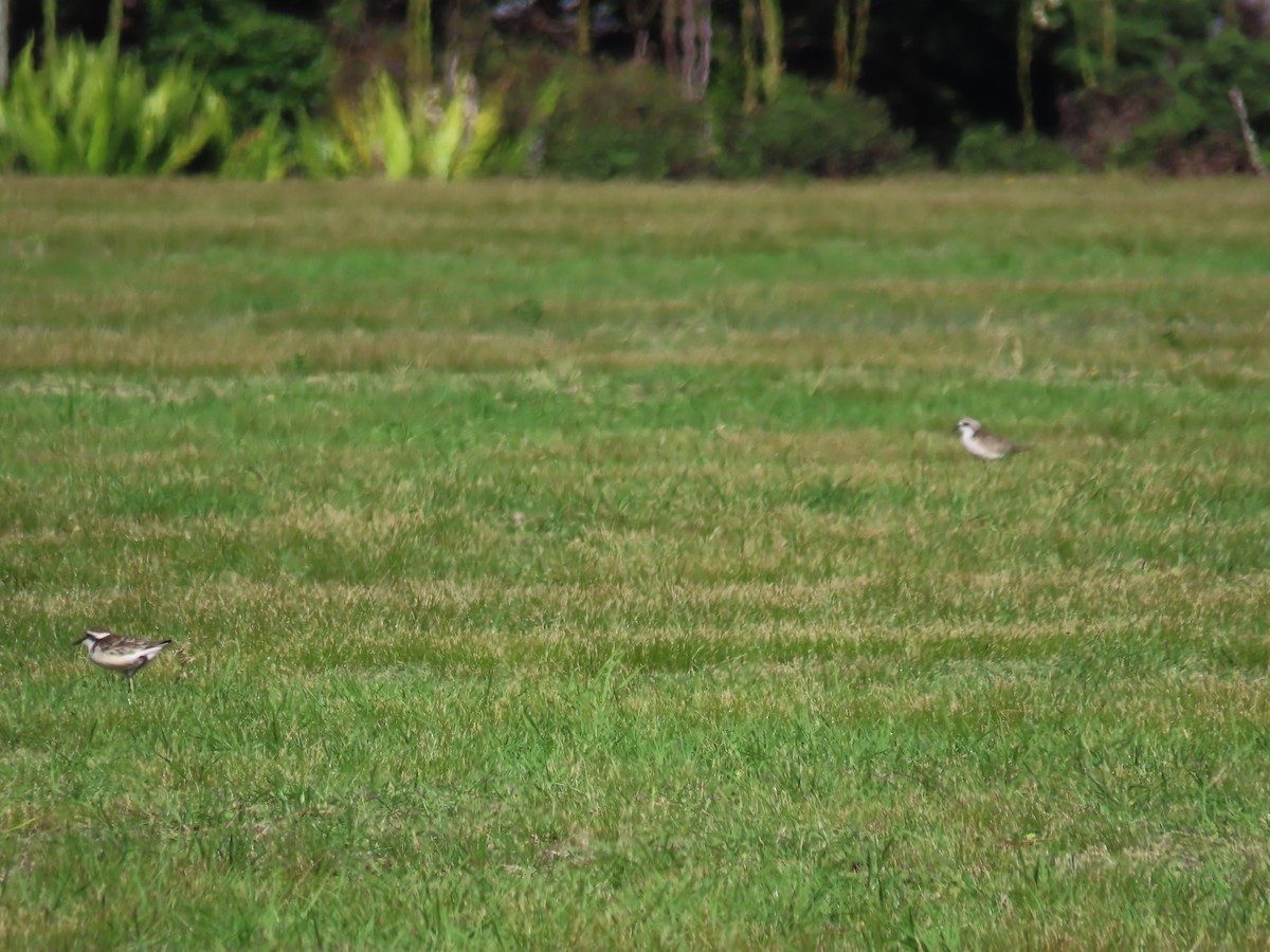 St. Helena Plover - ML618012287