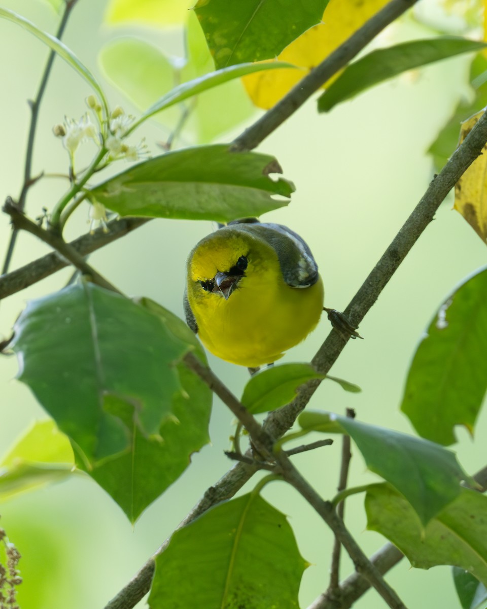 Blue-winged Warbler - ML618012288