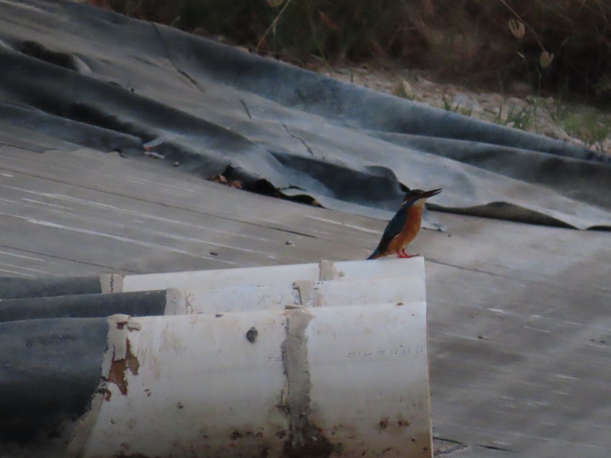 Common Kingfisher - ML618012297