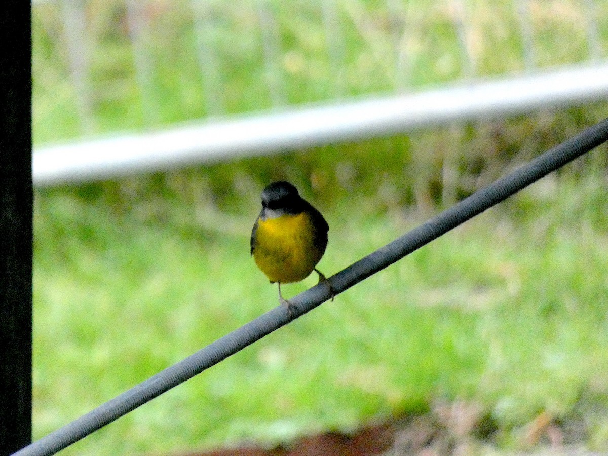 Eastern Yellow Robin - Thomas Nataprawira