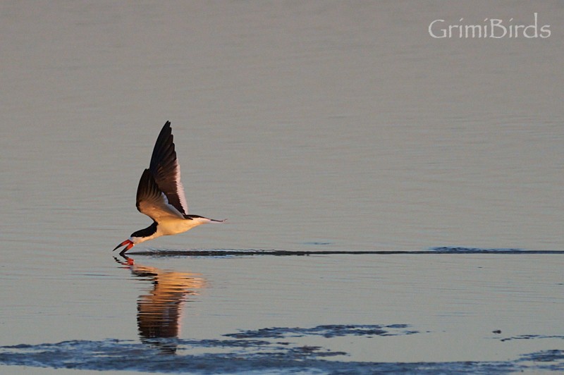 Black Skimmer (niger) - ML618012323