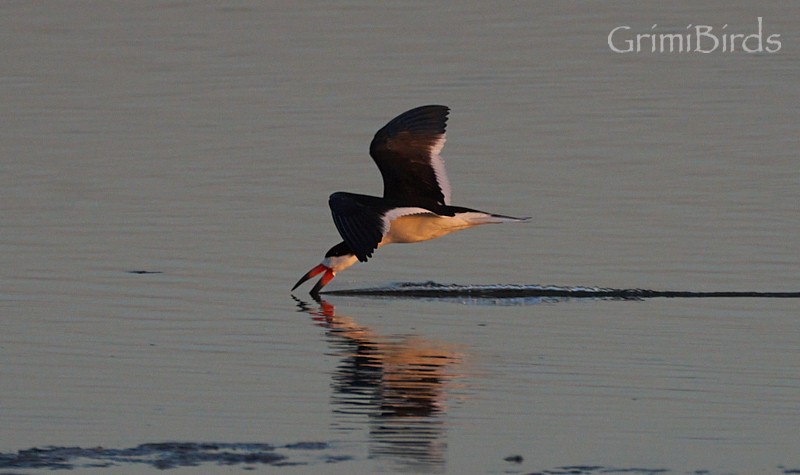 Black Skimmer (niger) - ML618012324