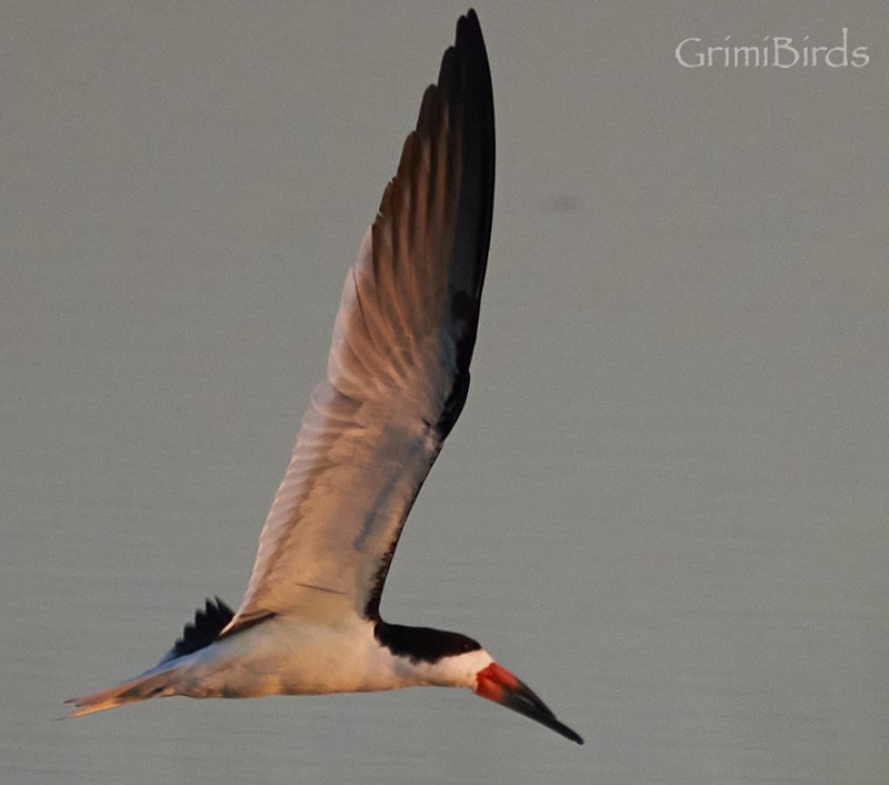 Black Skimmer (niger) - ML618012327