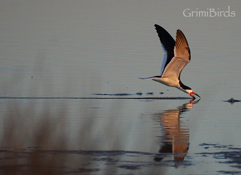 Black Skimmer (niger) - ML618012329