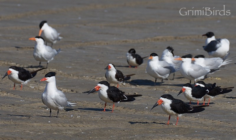 Black Skimmer (niger) - ML618012330